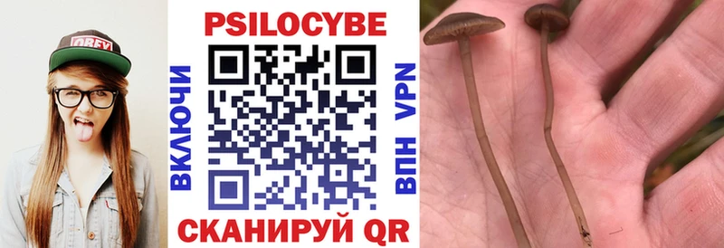 MEGA ссылка Краснодар Псилоцибиновые грибы Psilocybe