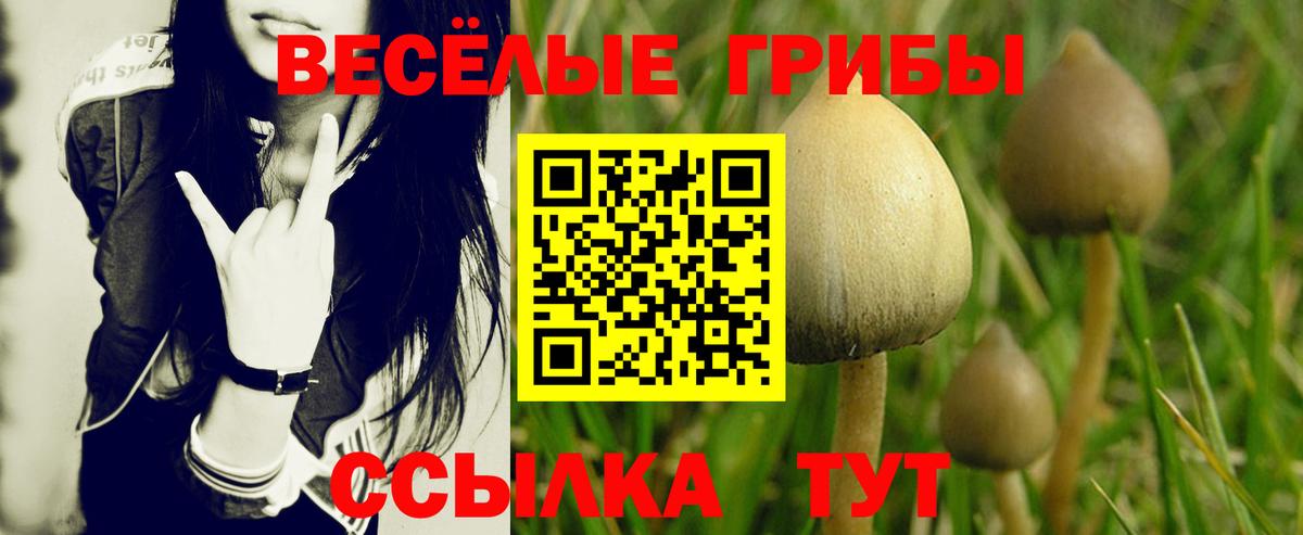 Краснодар  Псилоцибиновые грибы мицелий  магазин продажи наркотиков  Вход с VPN  Псилоцибиновые грибы Psilocybine cubensis 